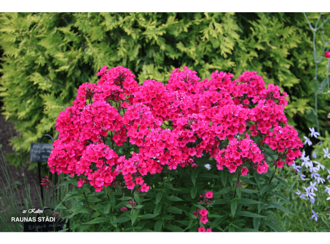 Phlox paniculata   'Early Red'